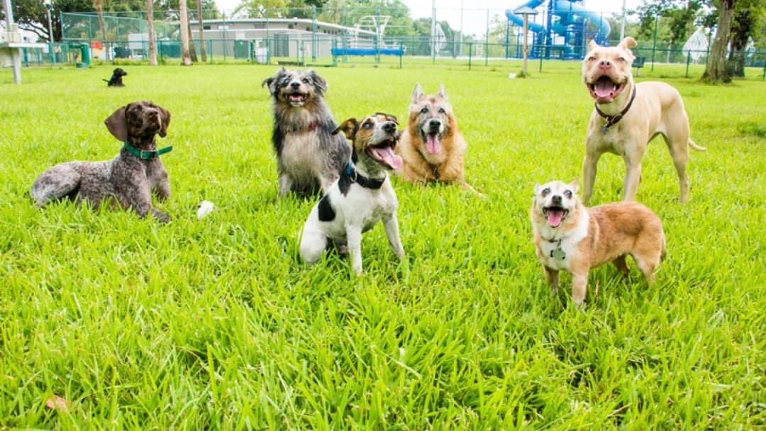 Give them a new life
